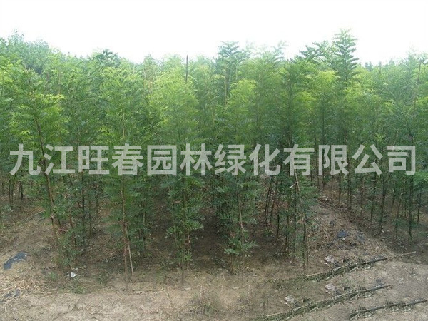 合歡樹 